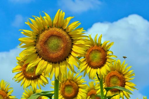 ヒマワリの花 ヒマワリの花 ひまわり,ひまわり畑,アウトドアの写真素材