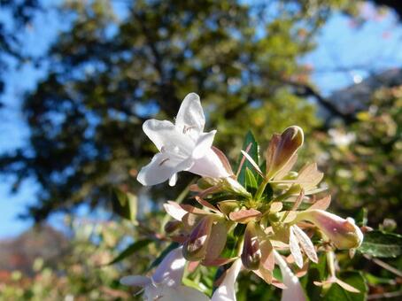 【花の写真】ハナゾノツクバネウツギ ハナゾノツクバネウツギ,アベリア,植物の写真素材