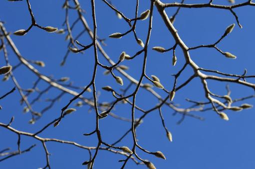 Photo, kobushi, winter bud, branch, 
