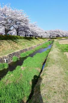 桜並木 桜並木の写真