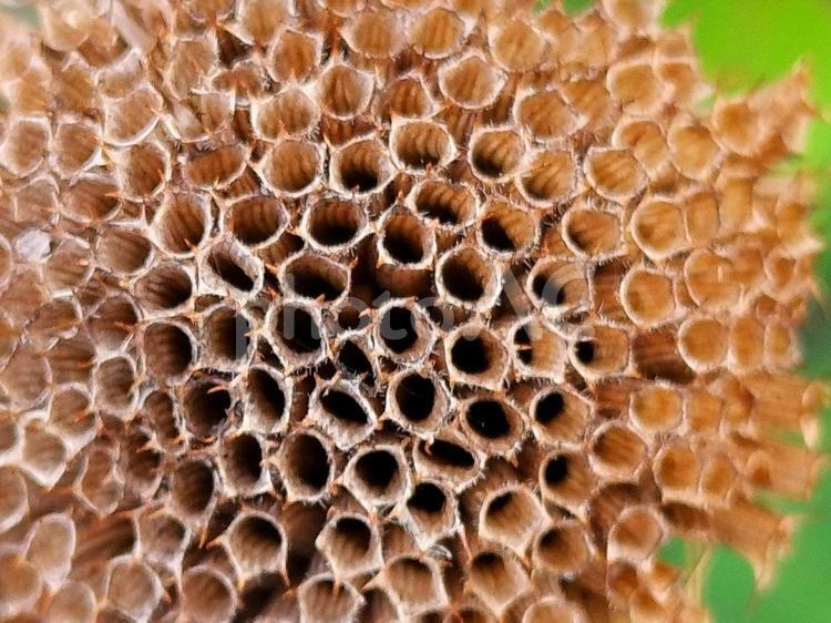 植物の穴の集合体の背景 穴,枯れた,集合体の写真素材