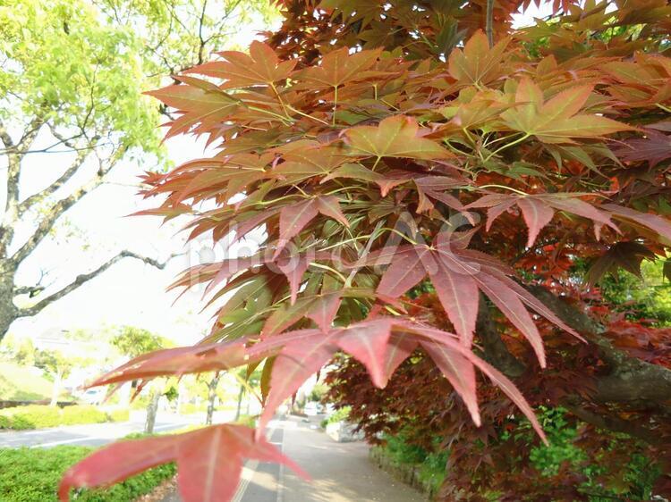 もみじ　カエデ　紅葉　楓 かえで,しょくぶつ,もみじの写真素材