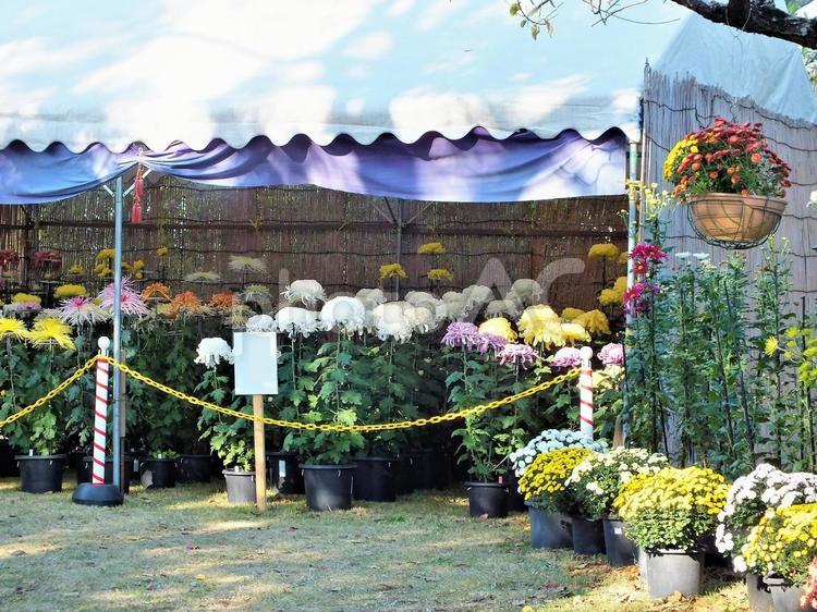 史跡田中城下屋敷　菊花展 菊,秋,菊花展の写真素材
