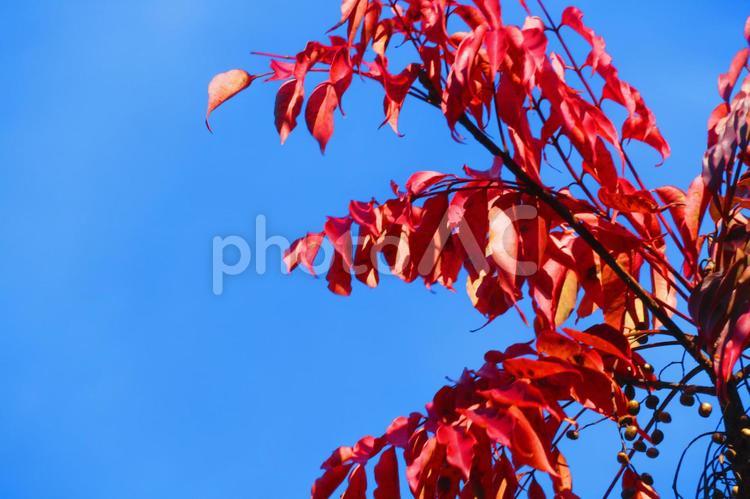 １０月下旬の公渕公園の陽を浴びる紅葉 背景,紅葉,自然の写真素材
