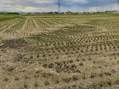 稲刈り　田んぼ　田園　田園風景 稲刈り,稲,田んぼの写真素材