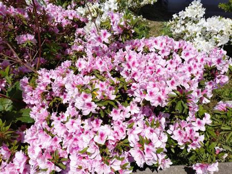 つつじ　ピンク はな,きれい,こばなの写真素材