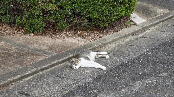 寝ぼけた猫が道路に落ちてた 寝ぼけた猫が道路に落ちてたの写真