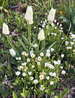 Tulips, JPG Tulips, JPG