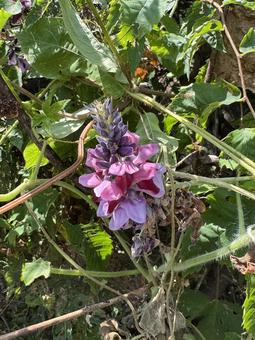 葛の花 葛の花 葛,クズ,植物の写真素材