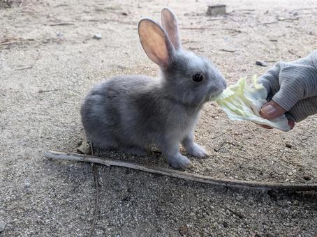 小うさぎ うさぎ,小うさぎ,野生の写真素材