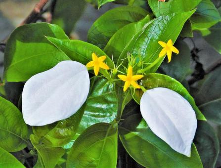 黄色の花の写真