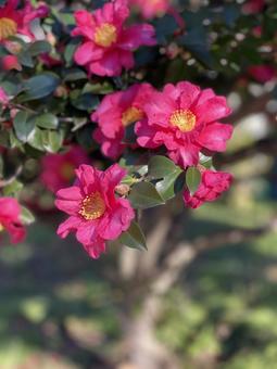 赤い寒椿の花 赤い寒椿の花 山茶花,椿,ツバキの写真素材