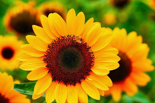 夏の花のある風景 夏の花のある風景の写真