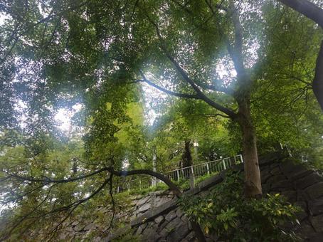 盛岡城跡 石垣,木,植物の写真素材