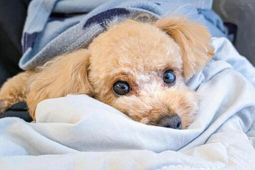 布団にくるまって見つめるトイプードル トイプードル,犬,ペットの写真素材