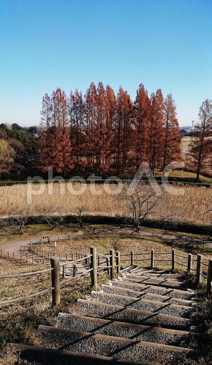 古墳から見える針葉樹 植物,空,青空の写真素材