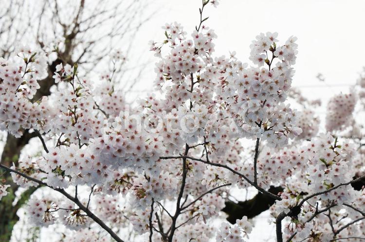 卒業式　別れの日 卒業式,桜,さくらの写真素材