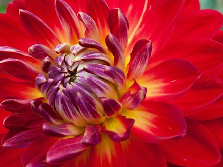 Photo, dahlia, flower, plant, 