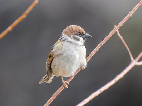 Sparrow perched on a branch, JPG Sparrow perched on a branch, JPG