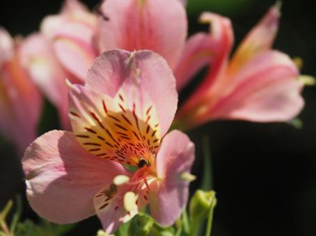 ピンク色が可愛いアルストロメリア ピンク色が可愛いアルストロメリア アルストロメリア,花,南米の写真素材
