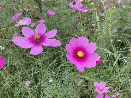 濃いピンクのコスモス コスモス,秋,花の写真素材