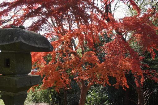 石灯籠と紅葉の写真