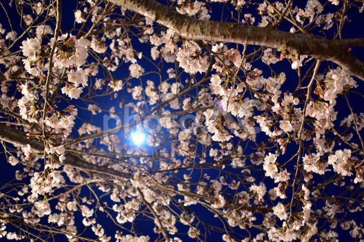 夜桜　広島　桜　春 広島県,広島,中国地方の写真素材