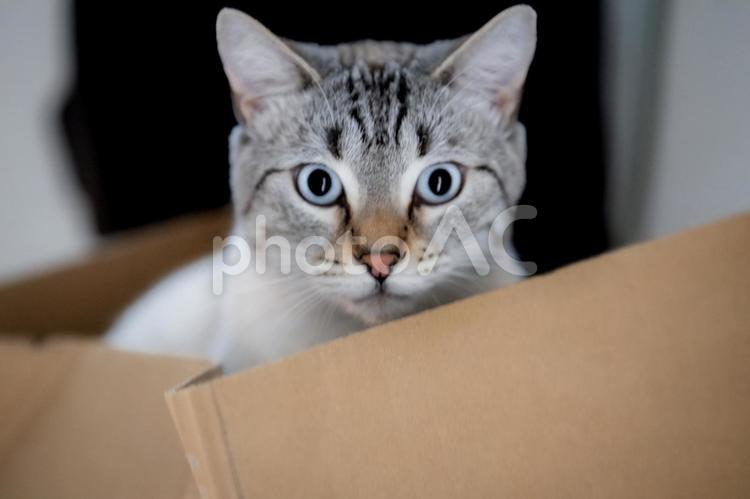 段ボール箱から顔を出す青い目のサバトラ猫 猫,サバトラ,グレーの写真素材