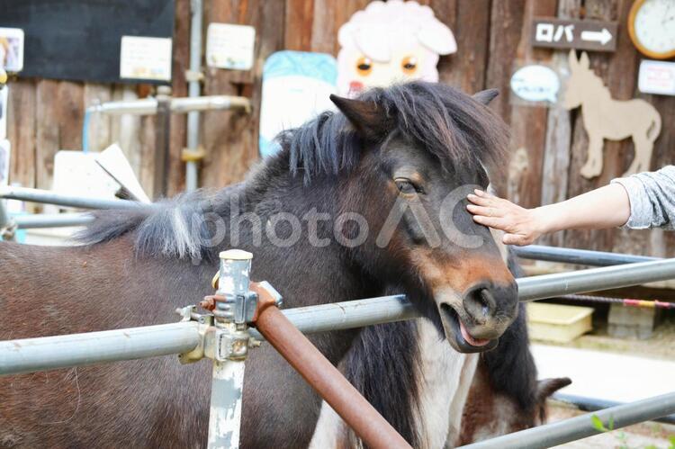 馬とのふれあい 馬,ポニー,ふれあいの写真素材