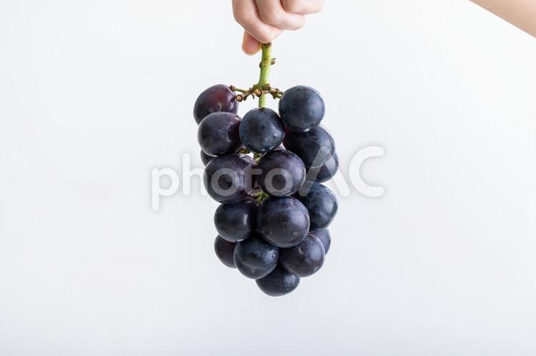 ぶどう　grape ぶどう,葡萄,グレープの写真素材