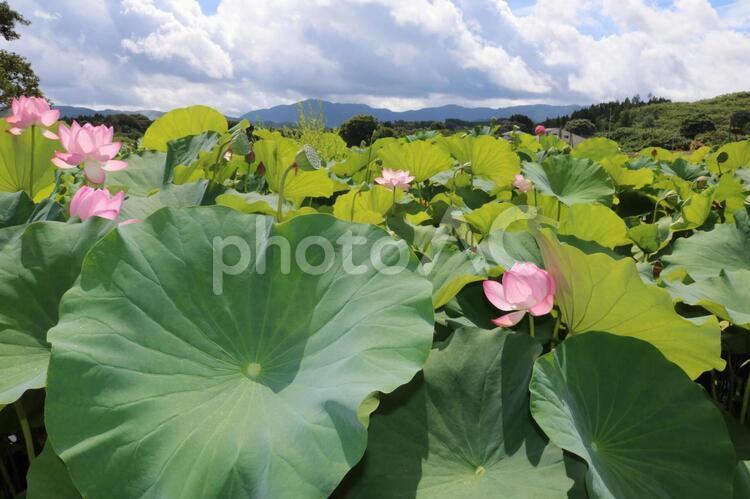 真夏の蓮の花 夏,蓮,植物の写真素材