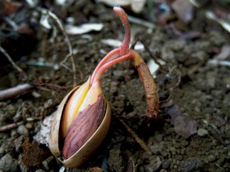 ドングリの発芽の写真