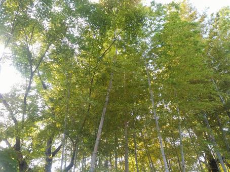 竹林 竹林 竹林,竹,葉の写真素材