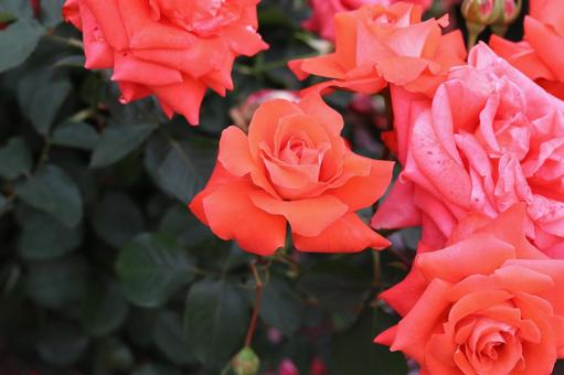 バラ園に咲くカラフルな薔薇を撮りました バラ園に咲くカラフルな薔薇を撮りましたの写真