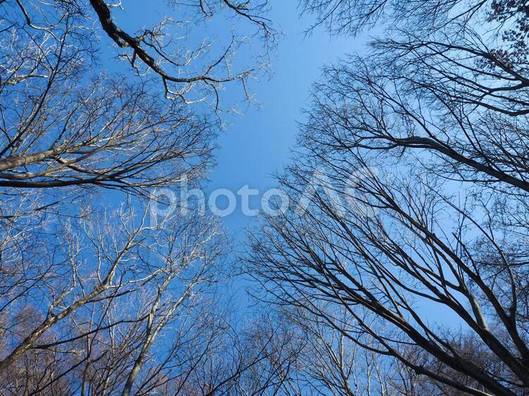 冬の青空　木立　２ 背景,木,青空の写真素材