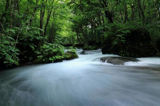 深い森の中を流れる川 深い森の中を流れる川 自然,渓流,風景の写真素材