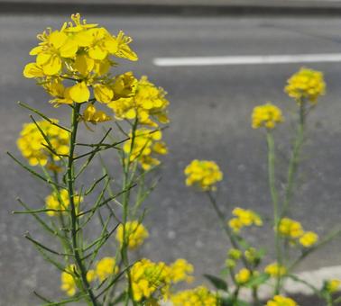 Rape blossoms blooming along the road 2, JPG