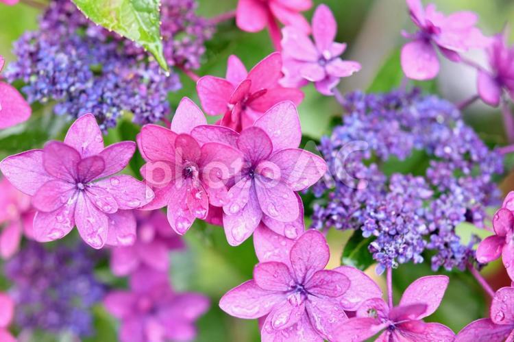 雨で濡れているガクアジサイ ガクアジサイ,アジサイ,紫陽花の写真素材
