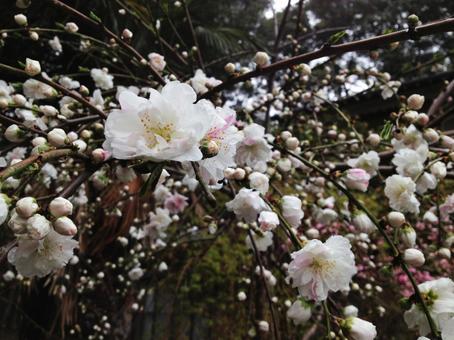 桜 桜の写真