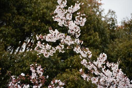 メジロがとまっている桜 桜,サクラ,花の写真素材