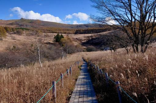 秋の八島湿原 高原,草原,湿原の写真素材