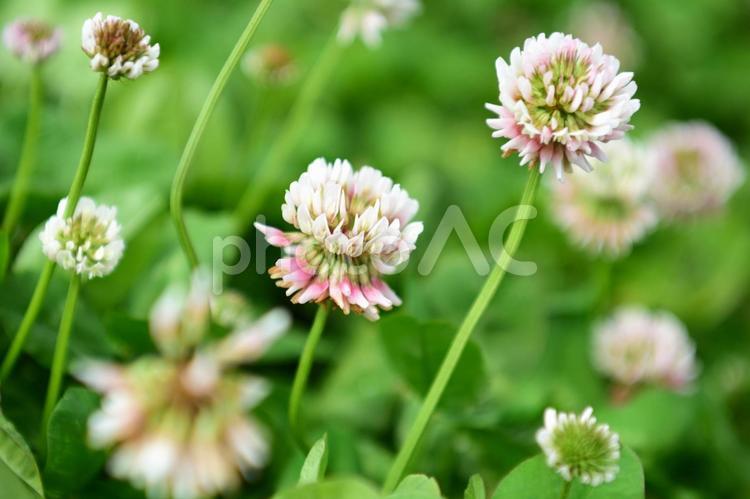 可憐なシロツメクサの花 植物,花,自然の写真素材