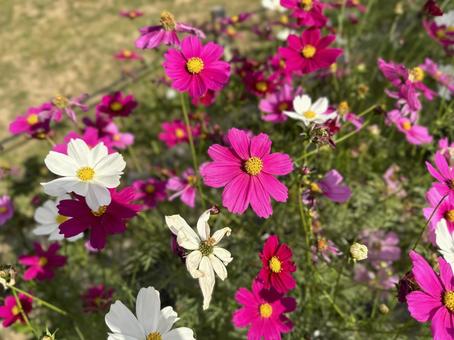 Cosmos field 2, JPG