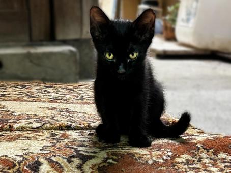 ジッと見つめる子猫 ジッと見つめる子猫 黒猫,ノラ猫,子猫の写真素材