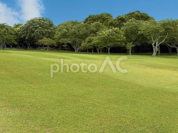 美しい芝生の公園 夏,新緑,芝生広場の写真素材