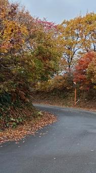 魚沼スカイラインの紅葉と道路 紅葉,道,山の写真素材