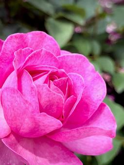 咲き始めた鮮やかな薔薇 02 咲き始めた鮮やかな薔薇 02 薔薇,ソウビ,ショウビの写真素材
