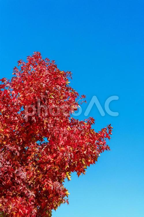 赤く紅葉したモミジバフウ_04 モミジバフウ,紅葉,赤いの写真素材