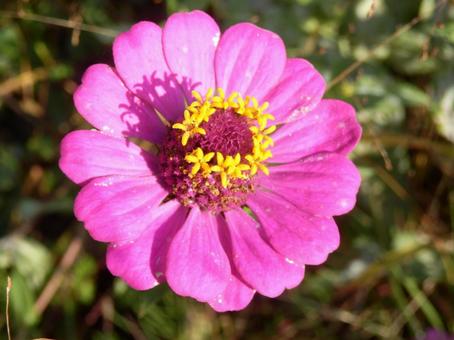 【花の写真】 ヒャクニチソウ（百日草） 百日草,ヒャクニチソウ,植物の写真素材