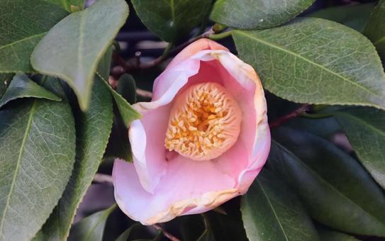 カメリア 椿,花,flowerの写真素材